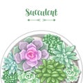 Card with various succulents in pot. Echeveria, Jade Plant and Donkey Tails