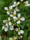 Cardamine Amara