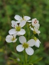 Cardamine Amara