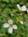 Cardamine Amara