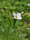 Cardamine Amara