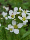 Cardamine Amara