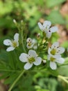 Cardamine Amara