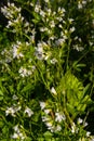 Cardamine amara, known as large bitter-cress. Spring forest. floral background of a blooming plant