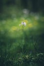 Cardamine flower in the forest selective focus Royalty Free Stock Photo