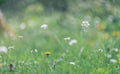 Cardamine flower in the meadow selective focus Royalty Free Stock Photo