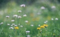Cardamine flower in the meadow selective focus Royalty Free Stock Photo