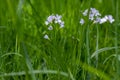 Cardamine pratensis cucko flower in bloom, group of petal flowering mayflowers on the meadow Royalty Free Stock Photo