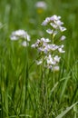 Cardamine pratensis cucko flower in bloom, group of petal flowering mayflowers on the meadow Royalty Free Stock Photo