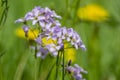 Cardamine pratensis cucko flower in bloom, group of petal flowering mayflowers on the meadow Royalty Free Stock Photo