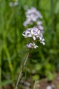 Cardamine pratensis cucko flower in bloom, group of petal flowering mayflowers on the meadow Royalty Free Stock Photo