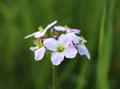 Cardamine pratensis