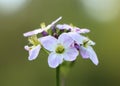 Cardamine pratensis, the cuckoo flower Royalty Free Stock Photo