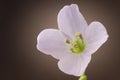 Cardamine Pratensis cuckooflower lady's smock buds and flower pe Royalty Free Stock Photo