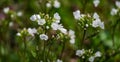 Cardamine pratensis cuckooflower, lady`s smock, mayflower, or milkmaids white flowers Royalty Free Stock Photo