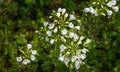 Cardamine pratensis cuckooflower, lady`s smock, mayflower, or milkmaids white flowers. Flowering plant Royalty Free Stock Photo