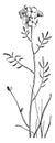 Cardamine Pratensis vintage illustration