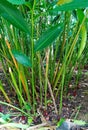 Cardamom or Cardamom plant (Elettaria cardamomum) on plantations.