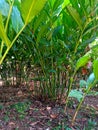 Cardamom or Cardamom plant (Elettaria cardamomum) on plantations.