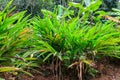 Cardamom or cardamon plant growing on spice farm Royalty Free Stock Photo