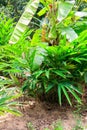 Cardamom or cardamon plant growing on spice farm Royalty Free Stock Photo