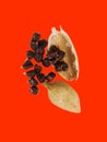 Cardamom or Elaichi or Yelakkai or Ellakkaya or Kardamom or Hil or Elettaria with its tiny black seeds in red background
