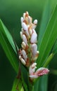 Cardamom flower Royalty Free Stock Photo