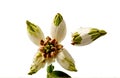 Cardamom flower, cut out isolated on white background