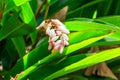 Cardamom flower growing on spice farm Royalty Free Stock Photo