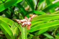 Cardamom flower growing on spice farm Royalty Free Stock Photo