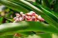 Cardamom flower growing on spice farm Royalty Free Stock Photo