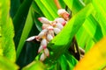 Cardamom flower growing on spice farm Royalty Free Stock Photo