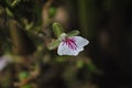 Cardamom flower growing in a spice garden Royalty Free Stock Photo