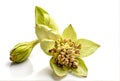 Cardamom flower isolated on white background Royalty Free Stock Photo