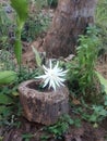 Cardamom flower in Sri Lanka Royalty Free Stock Photo