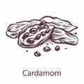 Cardamom icon. Botanical sketch for labels and packages in engraving style. Aromatherapy antioxidant spicy seeds