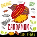 Cardamom icon herb label fresh organic condiment, nuts herbs spice condiment color graphic design vegan food.