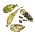 Cardamom plant hand drawn watercolor illustration of spice. Realistic botanic illustration.