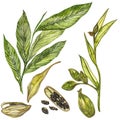 Cardamom plant hand drawn watercolor illustration of spice. Realistic botanic illustration.