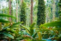 Cardamom plantation and black pepper plants