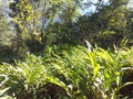 cardamom plantation for forest.