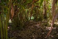 Cardamom plantation with visible green cardamom forming a beautiful background