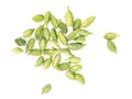 Cardamom pods isolated on white background. Green cardamon seeds. Clipping path. Top view. Royalty Free Stock Photo