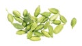 Cardamom pods isolated on white background. Green cardamon seeds. Clipping path. Top view. Royalty Free Stock Photo