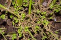 Cardamom pods on plant in garden, a close-up