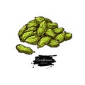 Cardamom seed heap vector hand drawn illustration. spic