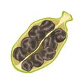 cardamom seed organic cartoon vector illustration