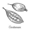 Cardamom seed plant . Hand drawn sketch vector illustration isolated on White. Royalty Free Stock Photo