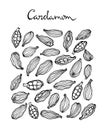 Cardamom seeds illustration