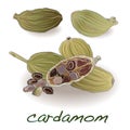 Cardamom with seeds isolated vector